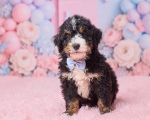 Luke Mini Bernedoodle